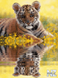 Animals_91_.gif
