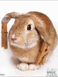 Animals_97_.gif
