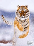 Animals_98_.gif