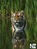 Animals_111_.gif