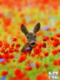 Animals_114_.gif