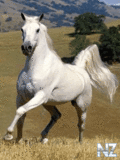 Animals_121_.gif