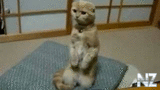 Funny_Cats.mp4