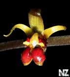 Wild_Orchids_in_Sumatra_1.jpg