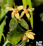 Wild_Orchids_in_Sumatra_2.jpg