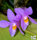 Wild_Orchids_in_Sumatra_3.jpg