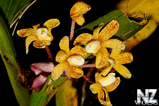 Wild_Orchids_in_Sumatra_5.jpg