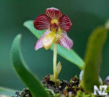 Wild_Orchids_in_Sumatra_7.jpg