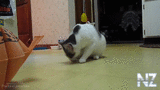 Funny_Scared_Cats_Compilation_2013.mp4