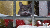 Grumpy_Cat_Stars_at_Christmas.mp4