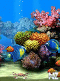 Aquarium.swf