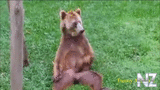 Funny_Animals.mp4