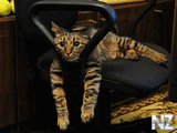 Comical_Animals_0007.jpg