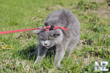 Comical_Animals_0006.jpg