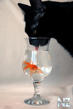 Comical_Animals_0008.jpg