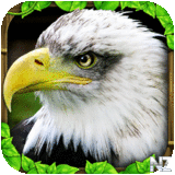 Eagle Simulator v1.0.apk