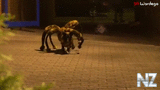 Mutant_Giant_Spider_Dog.mp4