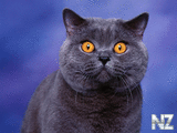 Comical_Animals_0013.jpg