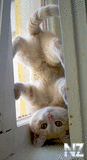 Comical_Animals_0012.jpg