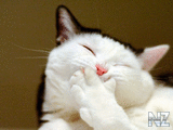 Comical_Animals_0014.jpg