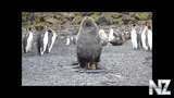 Seals_having_sex_with_penguins.mp4