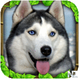 Stray Dog Simulator v1.4.apk