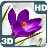 Crocus Flowers Among Icy Snow Deluxe FULL v1.3.apk