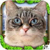 Stray Cat Simulator v1.apk