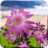 Flowers Live Wallpaper v1.1b.apk