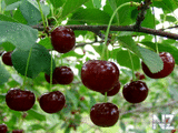 wallpapers_food_Cherry_847938.jpg