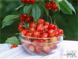 wallpapers_food_vishni_Cherry_316981.jpg