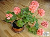 Pelargonium.jpg