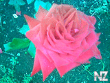 Pink_Roze12.jpg