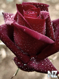 Red_Rose321.jpg