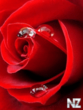 Red_Rose364.jpg