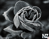 rose_frost_010_BW28.jpg