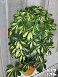 Schefflera_1.jpg