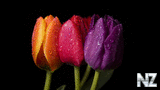 Tulip_Color_Spectrum_14904613.jpg