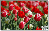 Tulips_in_Spring.jpg