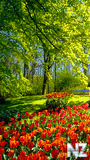vesna_63945.jpg