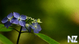 wall_16_610.jpg