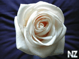 White_Rose78.jpg