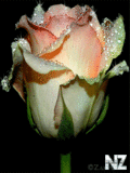 Rose_02.gif