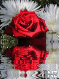 Rose.gif
