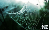 wet_spider_web_wallpapers_9520_1920x12000001728667_wet_spider_web_wallpapers_9520_1920x1200.jpg