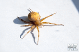 krestovik_spider_1.jpg