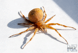 krestovik_spider_2.jpg