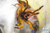 pterinochilus murinus rcf-1