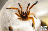 pterinochilus murinus rcf.jpg