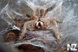 heteroscodra_maculata_2.jpg